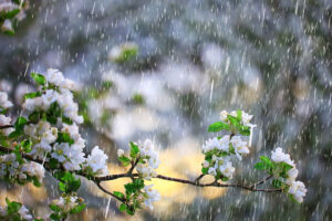 Apollo Wood Products - Rain And Mulch