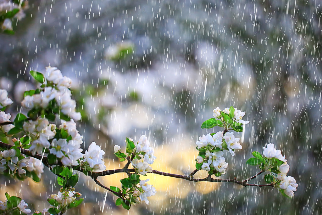 Apollo Wood Products - Rain And Mulch