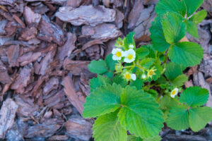 Apollo Wood Products - Decorative Mulch